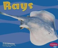 Image of Rays