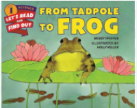Image of From Tadpole to Frog