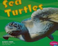 Image of Sea Turtles
